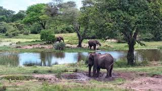 Live webcam: Tembe Elephant Park