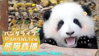 Live webcam: Chengdu Giant Panda Research Base