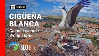 Live webcam: White Stork Nest, Madrigal de las Altas Torres